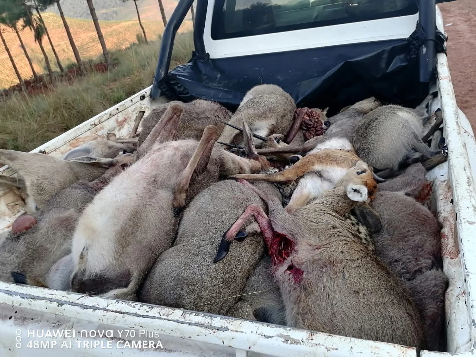 7 Alleged Poachers Arrested, Officers Rescue Slaughtered Animals