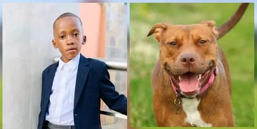 SCHOOLBOY DIES FOLLOWING DOG ATTACK IN MSHOLOZI, NELSPRUIT